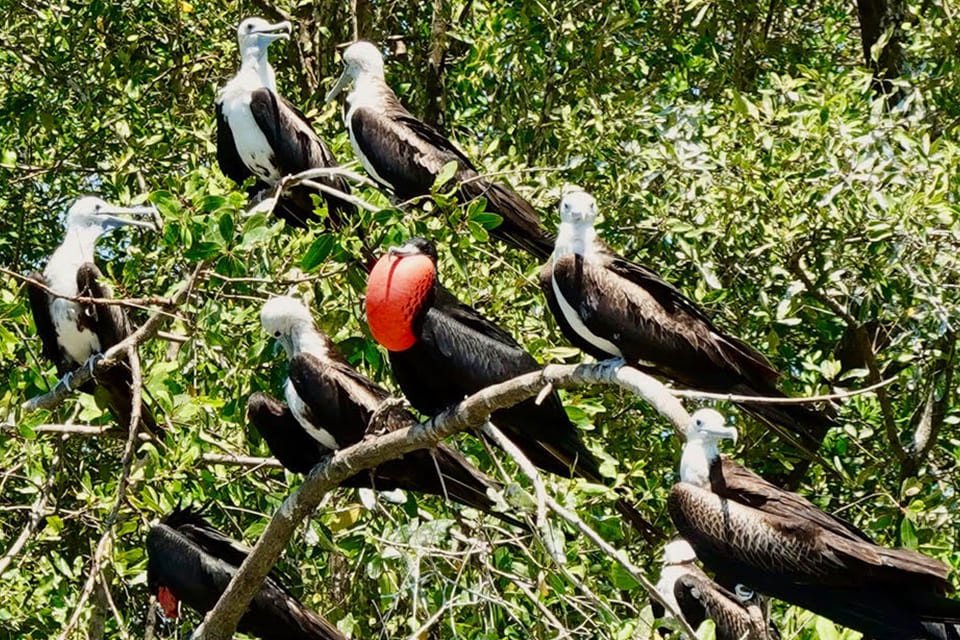 Fregatvogels in Costa Rica, reizigster Margot Hutten