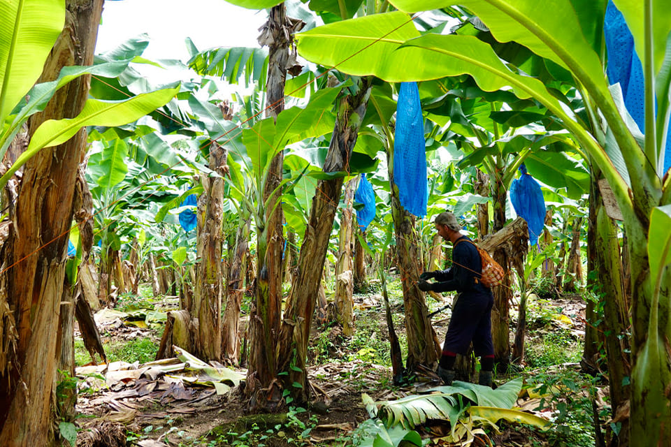 Bananenplantage in Costa Rica, reizigster Margot Hutten