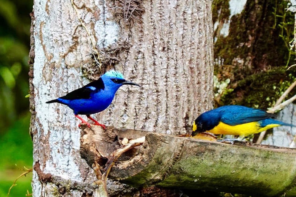 Vogeltjes bij een voederbak in Costa Rica, reizigster Margot Hutten