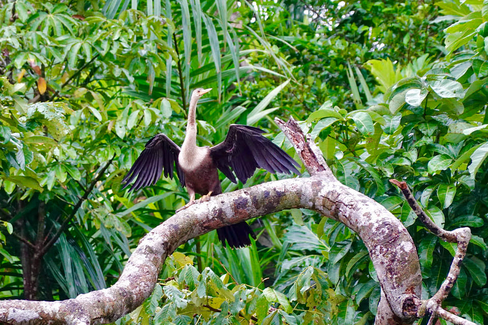 Slangenhalsvogel in Tortuguero, Costa Rica, reizigster Margot Hutten