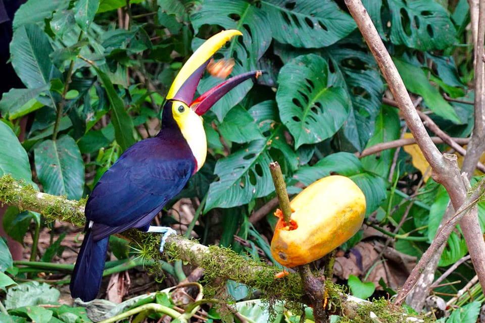 Toekan in La Fortuna, Costa Rica, reizigster Margot Hutten