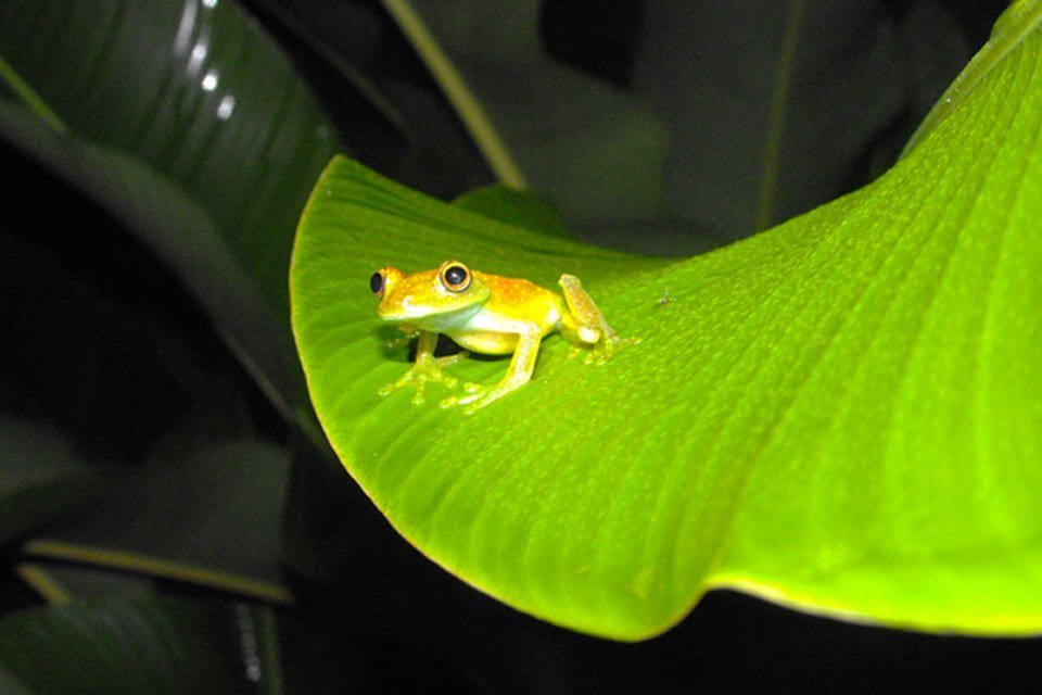 Kikker op de Galapagoseilanden, in Ecuador