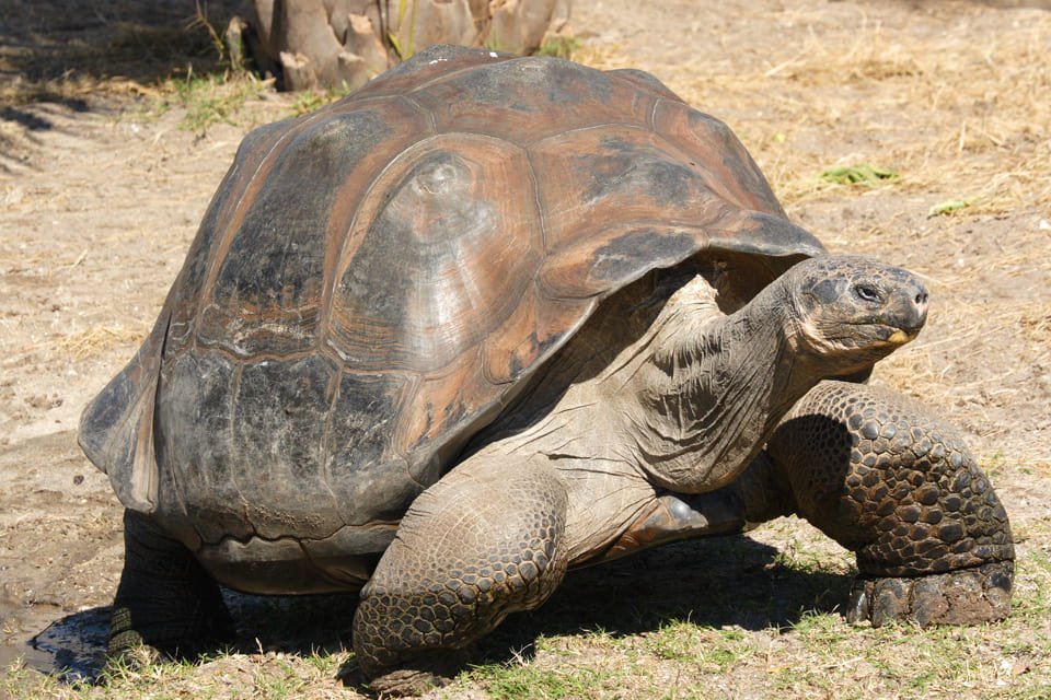 Schildpad op de Galapagoseilanden, in Ecuador