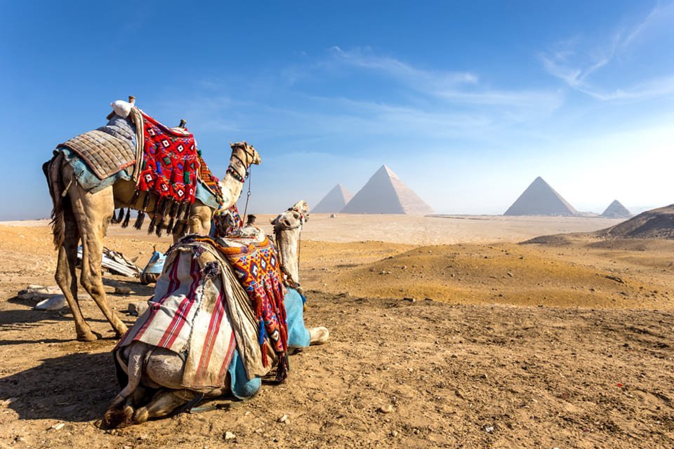 Kamelen bij piramides van Gizeh, Egypte