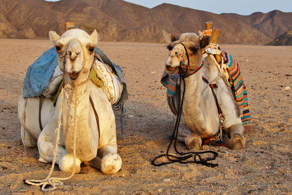 Kamelen in de woestijn, Egypte