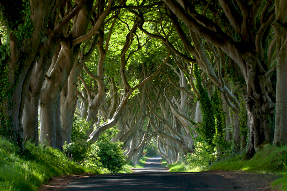 Dark Hedges in Ierland