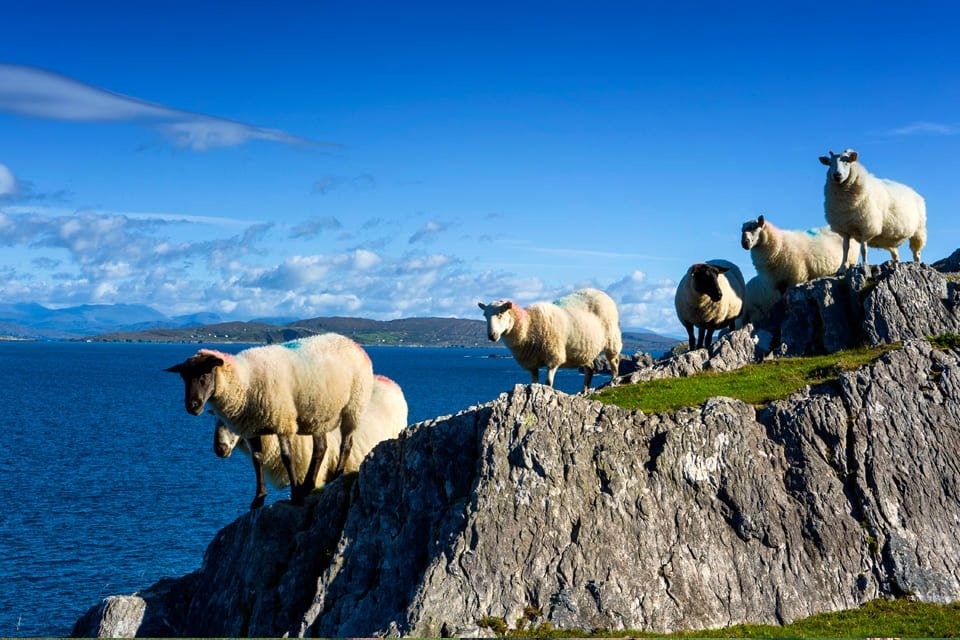 Schapen in County Cork, Ierland