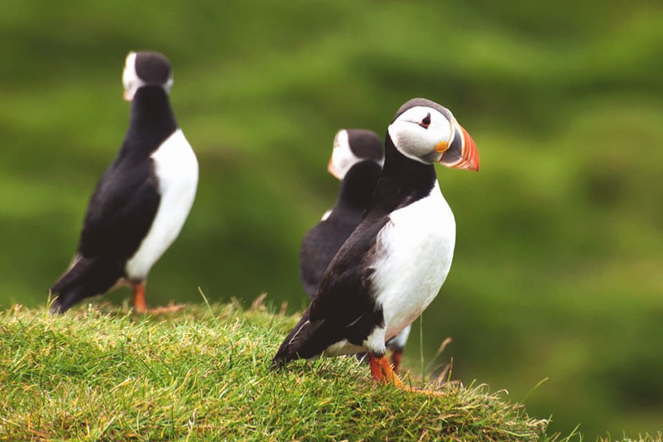 Papegaaiduikers op IJsland