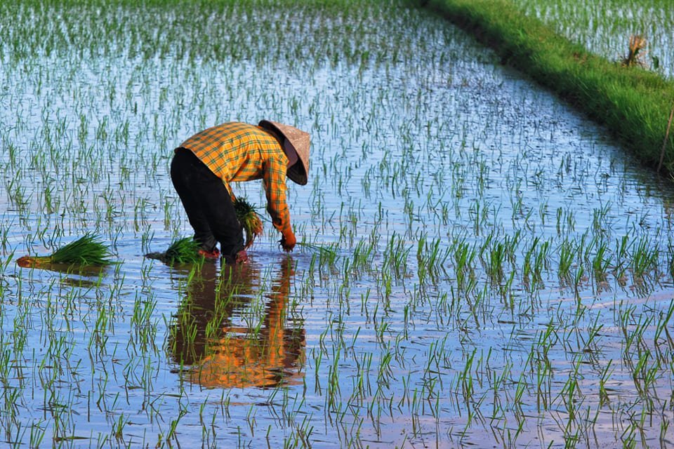 Sawa op Bali, Indonesië Sawa op Bali, Indonesië