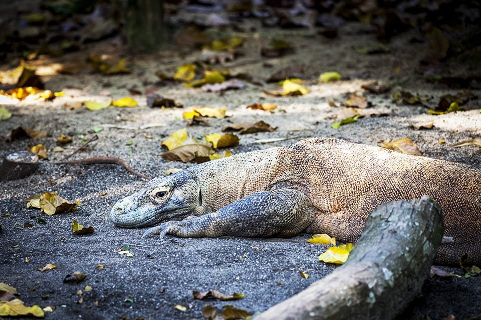 Komodovaraan, Indonesië