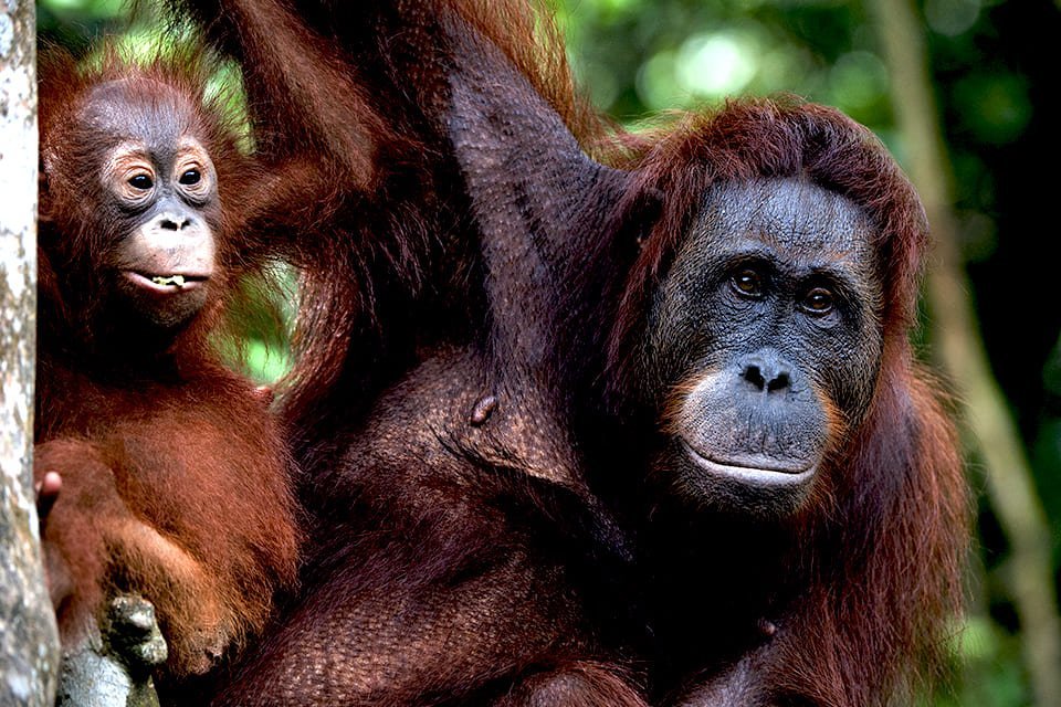 Orang-oetans op Sumatra, Indonesië