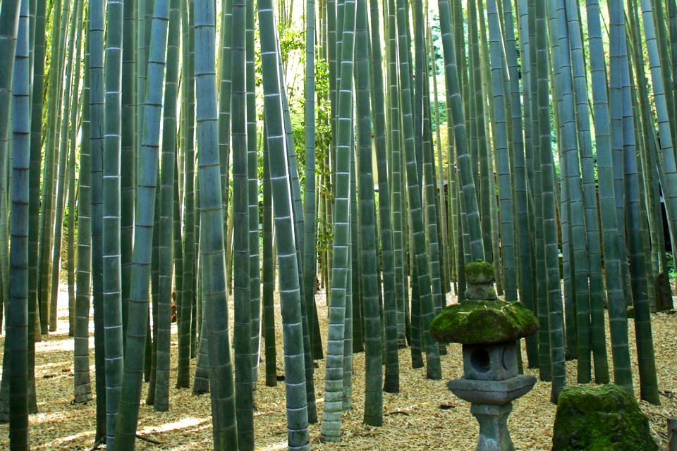 Bamboebos Kyoto, Japan