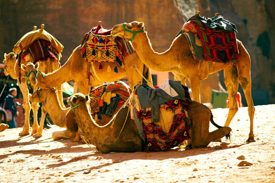 Kamelen in Jordanië