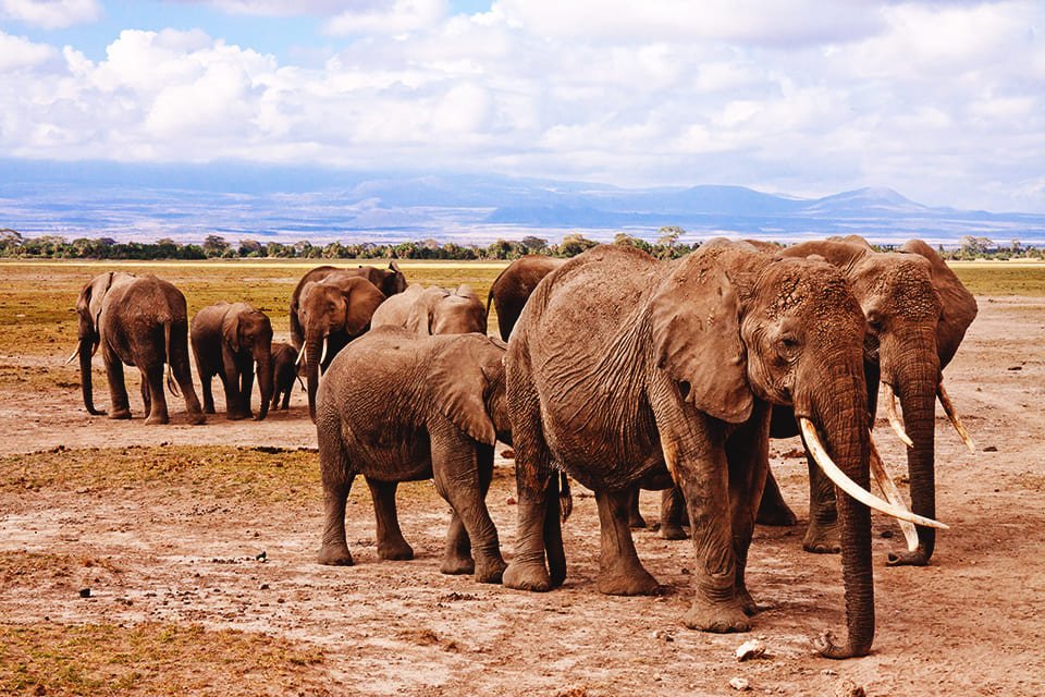 Amboseli, Kenia