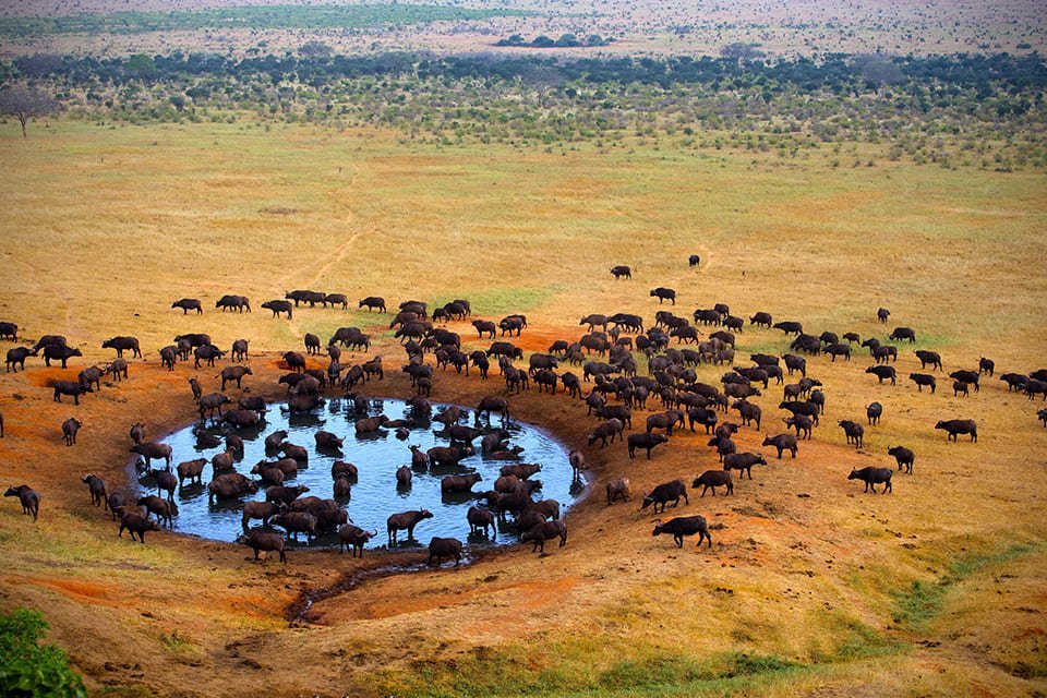 Masai Mara, Kenia