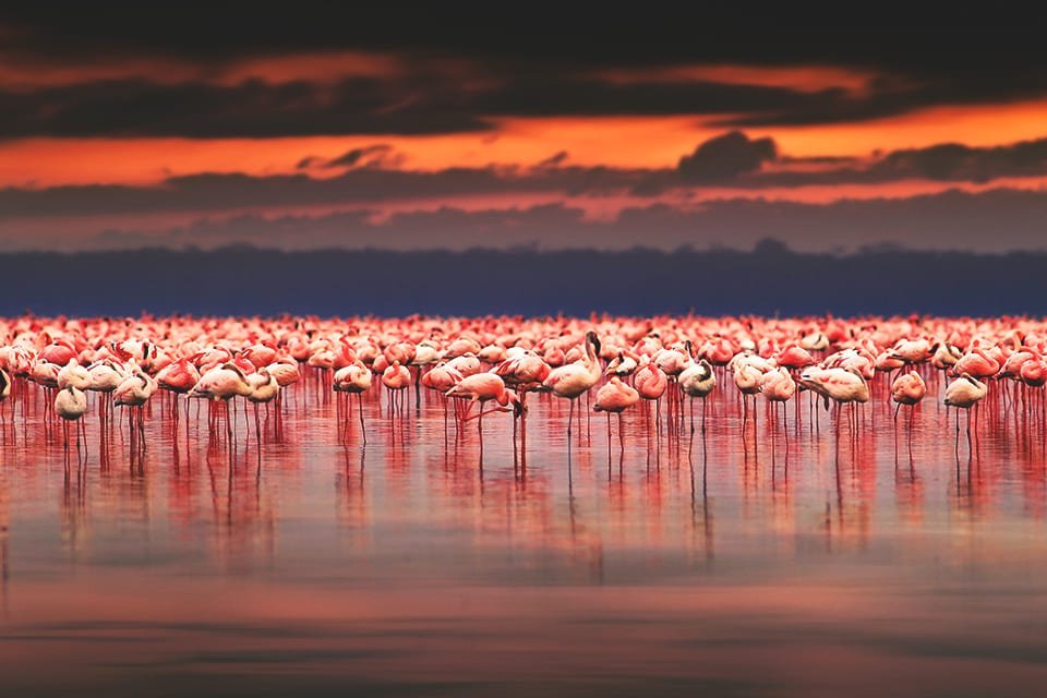 Vogels spotten Lake Naivasha, Kenia