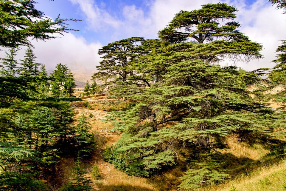 Cederbomen in Libanon