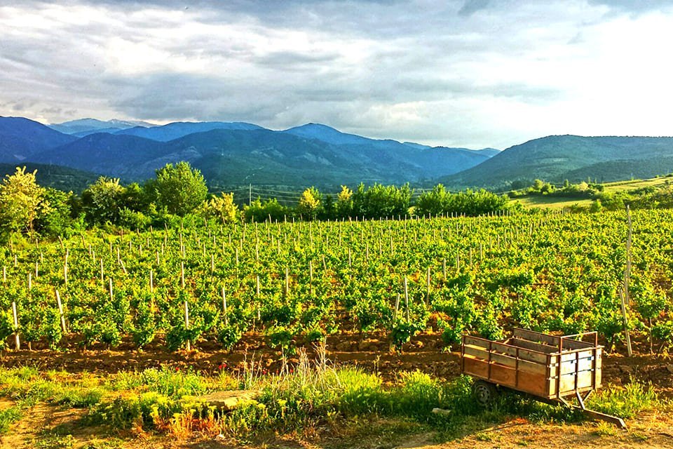 Wijnvelden in Noord-Macedonië