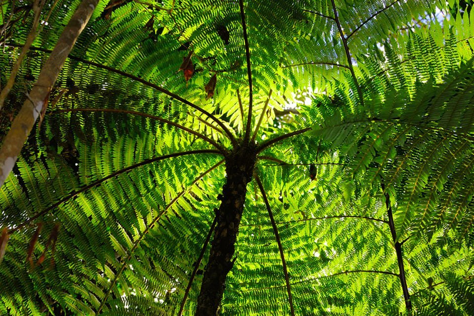 Andasibe National Park in Madagaskar