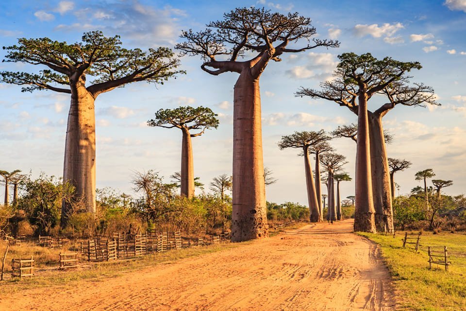 Baobabs in Madagaskar