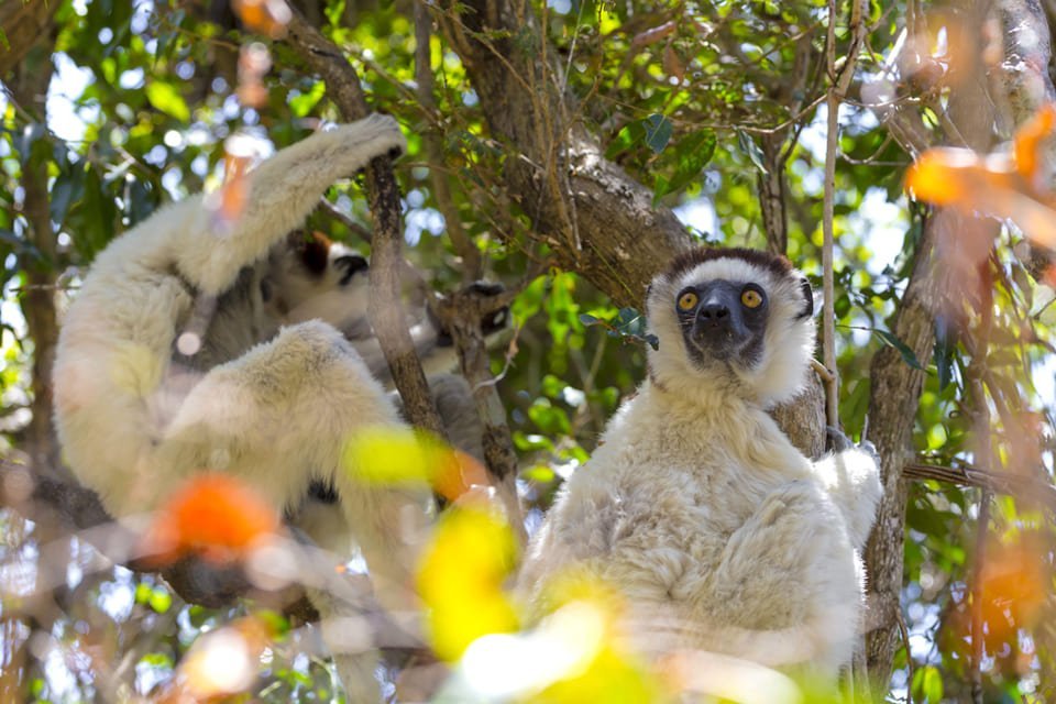 Lemuren in Madagaskar