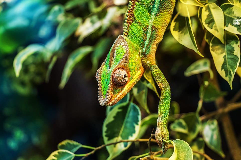 Kameleon, Madagaskar