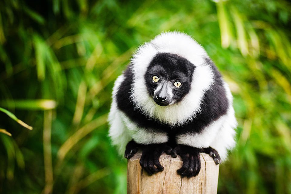 Andasibe N.P., Madagaskar