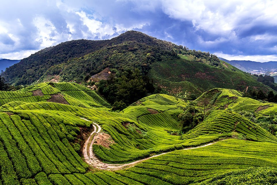 Cameron Highlands, Maleisië