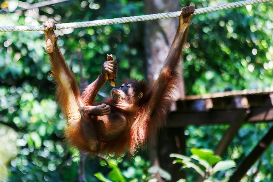 Orang Utan rehabilitation centre, Maleisië