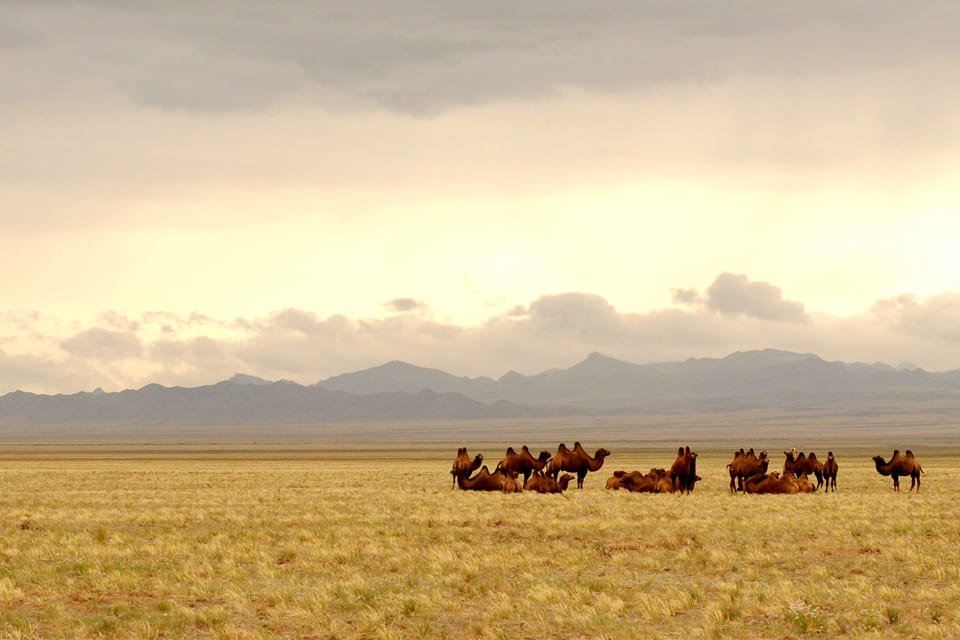 Kamelen in de Gobiwoestijn, Mongolië