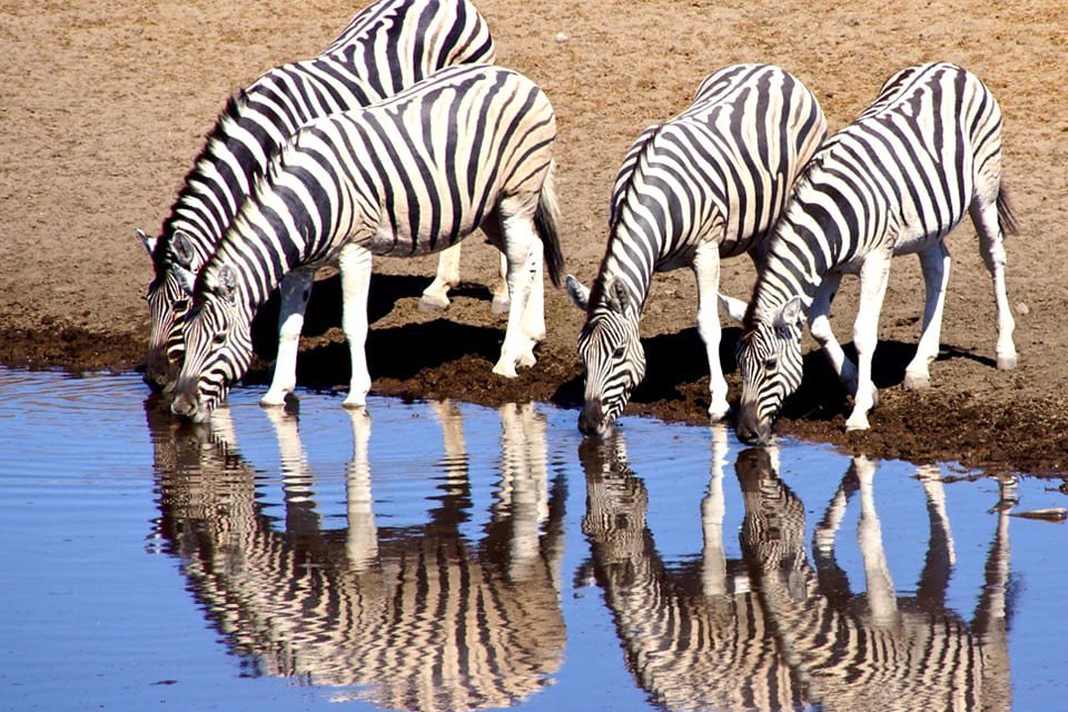 Zebra's in Etosha, Namibië | Foto Peter van de Wiel