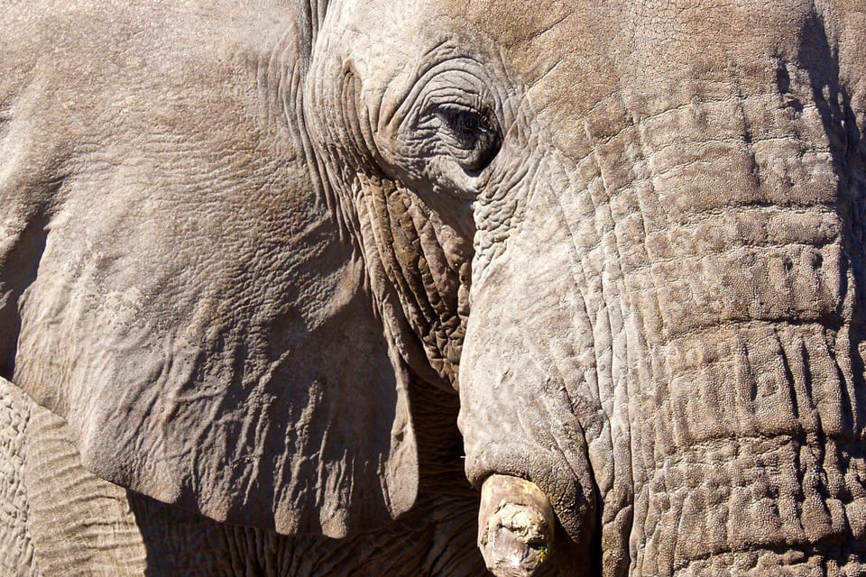 Olifant, Namibië | Foto Peter van de Wiel