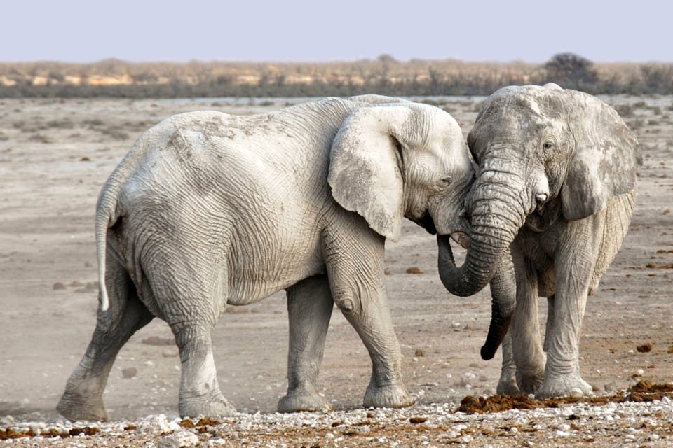 Olifanten, Namibië