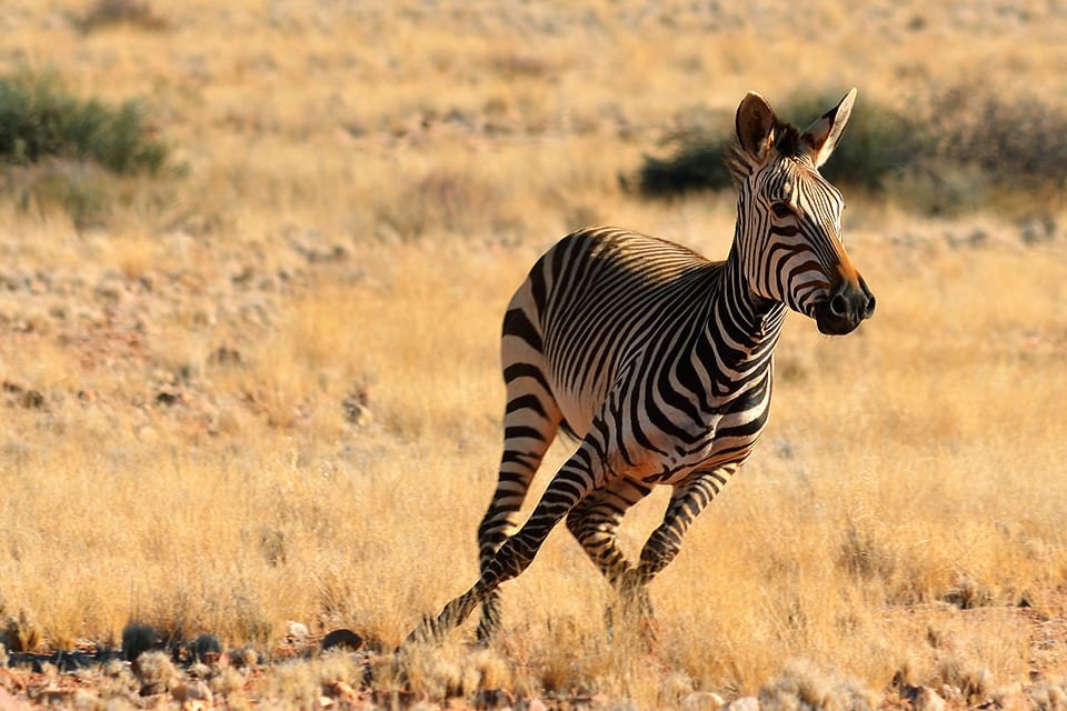 Zebra, Namibië