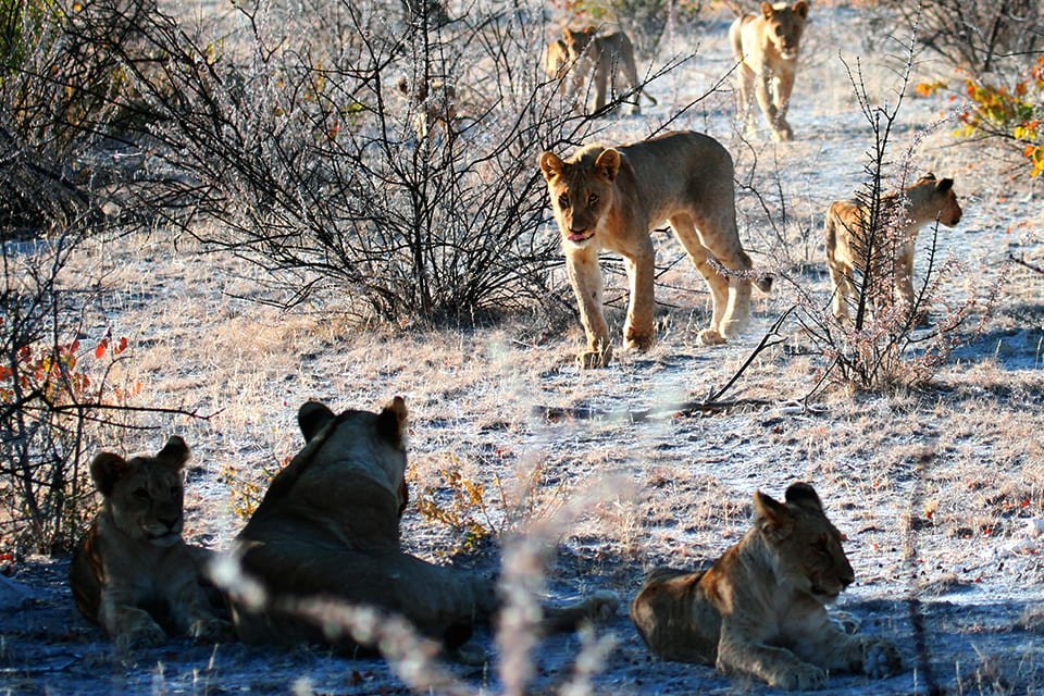 Leeuwen in Etosha N.P. in Namibië