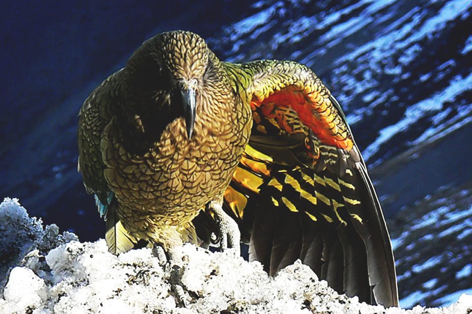 Kea vogel, Nieuw-Zeeland