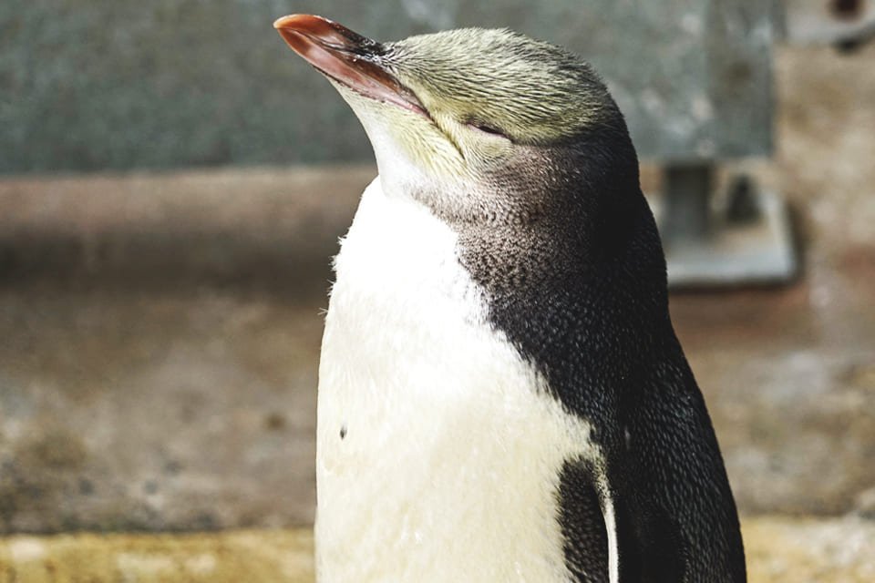 Geeloog pinguïn, Nieuw-Zeeland