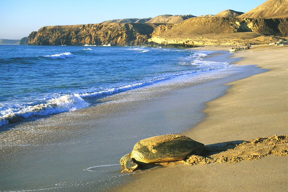 Schildpadden op het strand van Sur, Oman