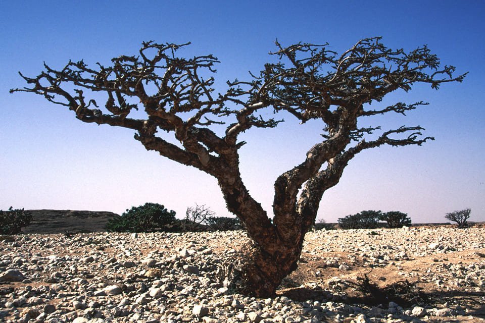 Wierrookboom, Oman