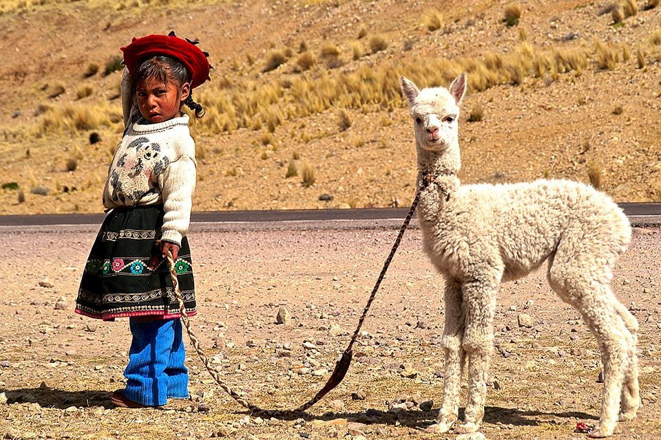 Meisje met alpaca, Peru