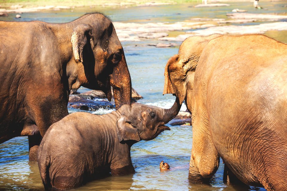 Pinnawela, Sri Lanka