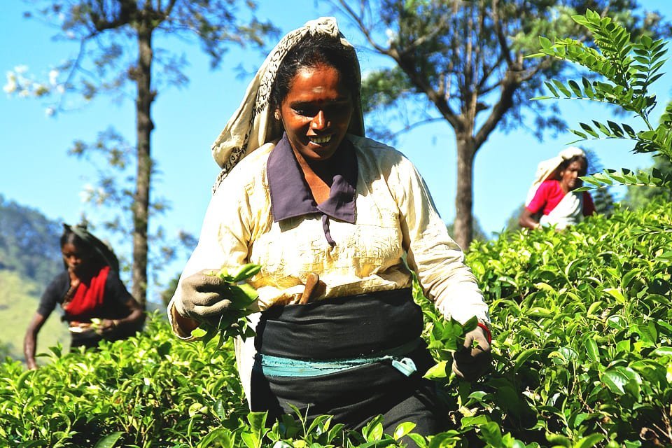 Nuwara Eliya, Sri Lanka