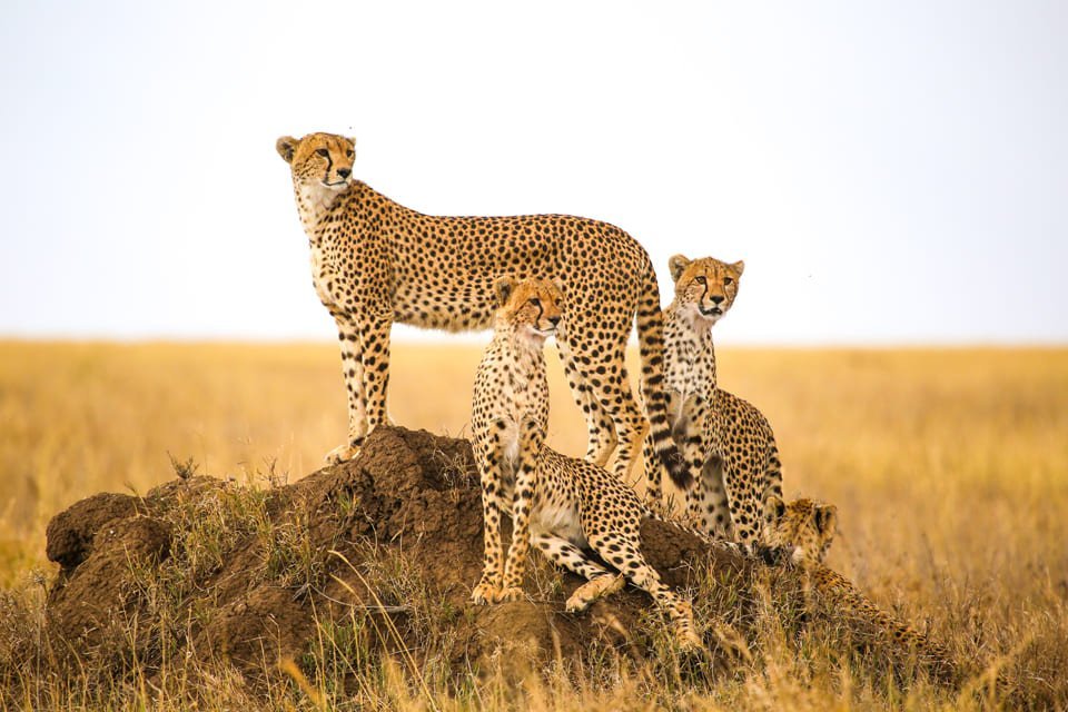 Cheeta's in Serengeti National Park, Tanzania