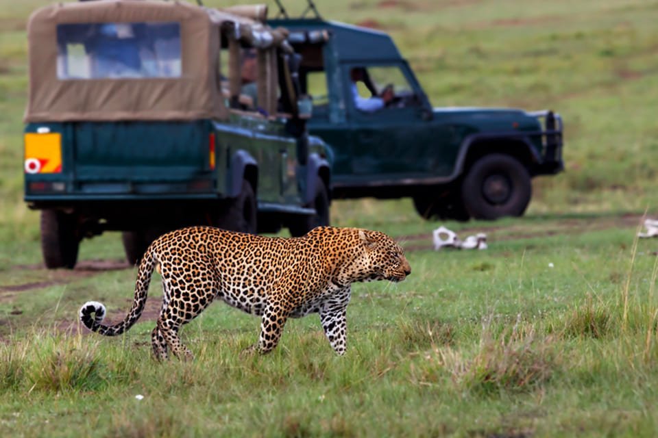 Game drive, Tanzania