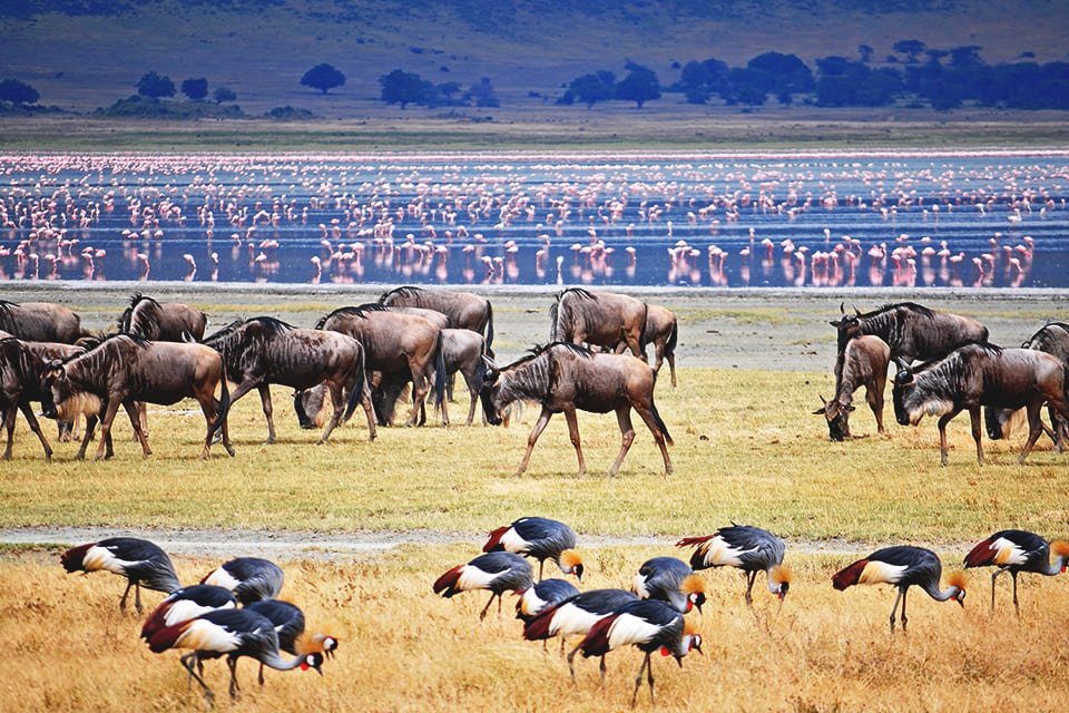 Kudde gnoes en kraanvogels, Tanzania