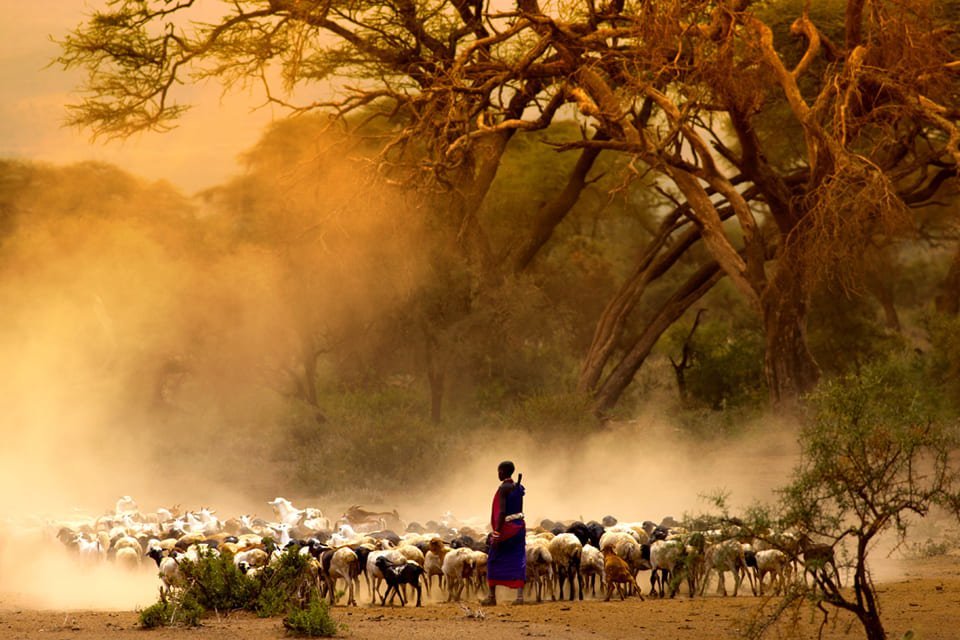 Masai met hun kudde op de savanne, Tanzania