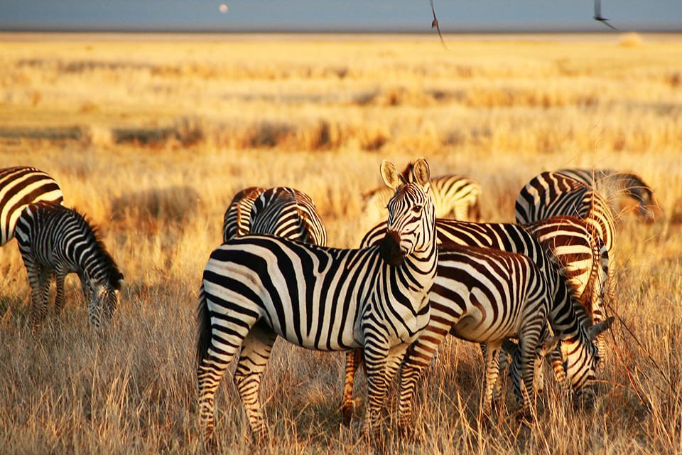 Zebra, Tanzania