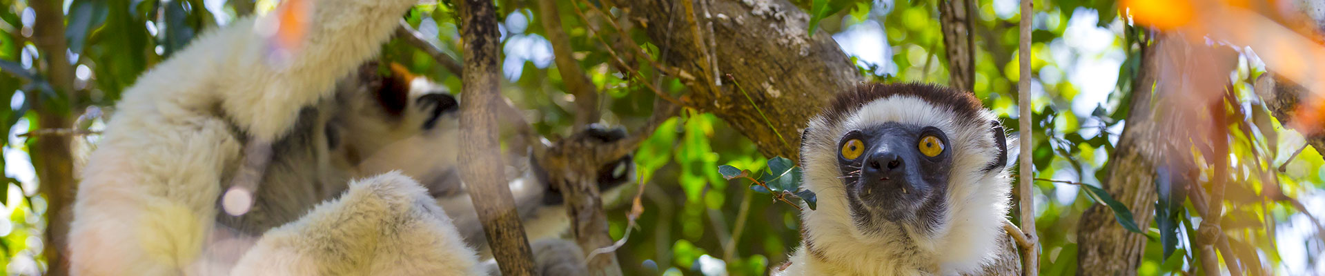 Sifaka's in Madagaskar