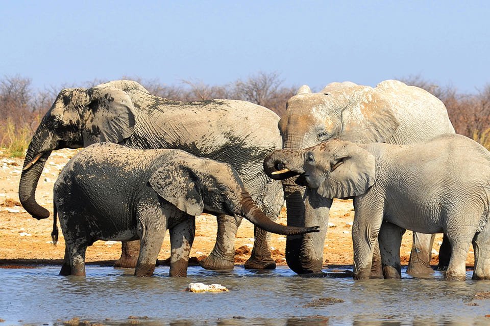 Olifanten in Hwange N.P., Zimbabwe