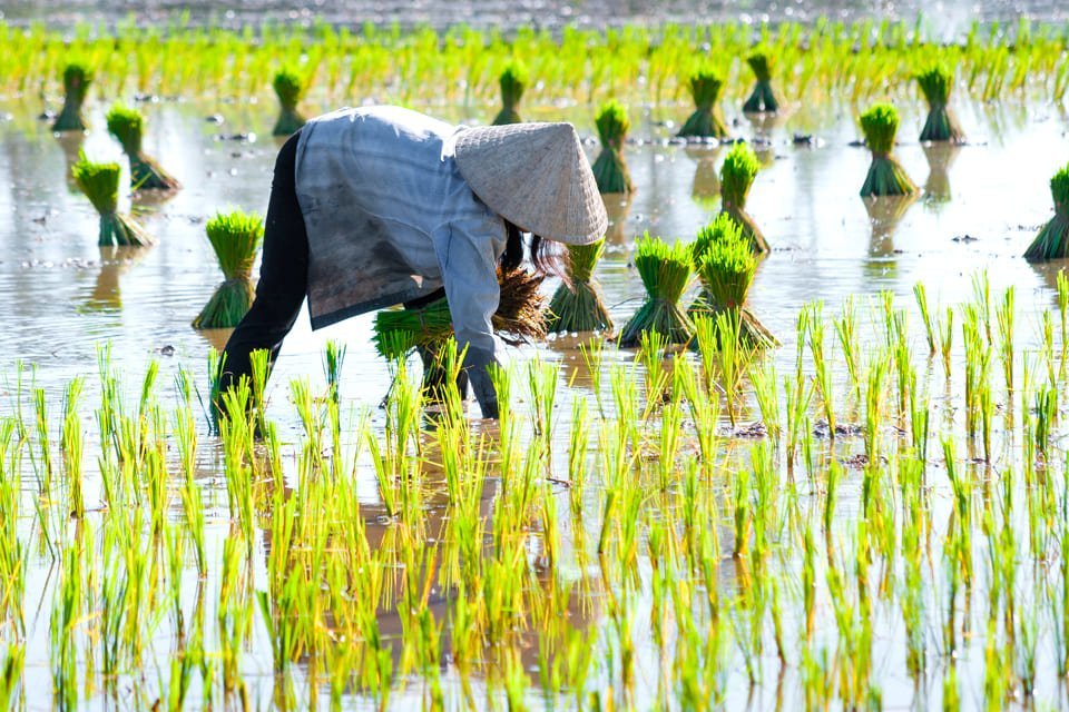 Rijstvelden, Vietnam